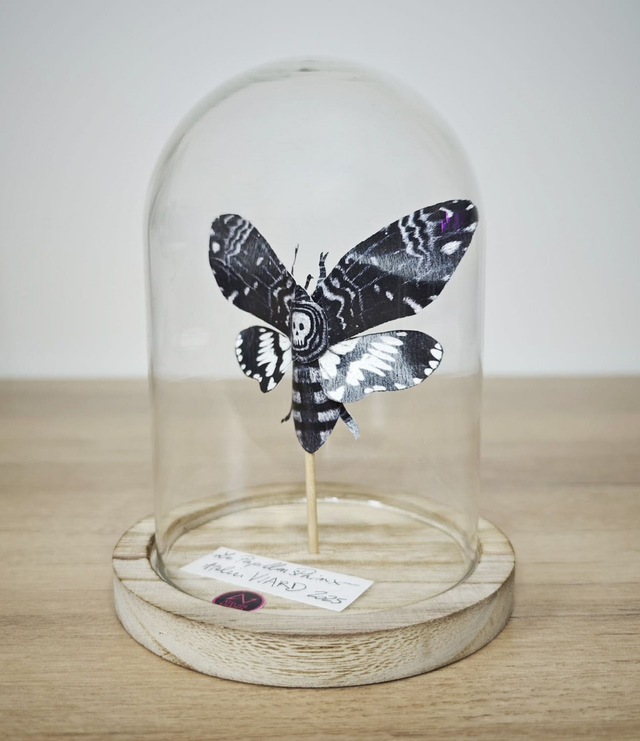 Papillon Sphinx sous globe - Collection Cabinet de curiosité