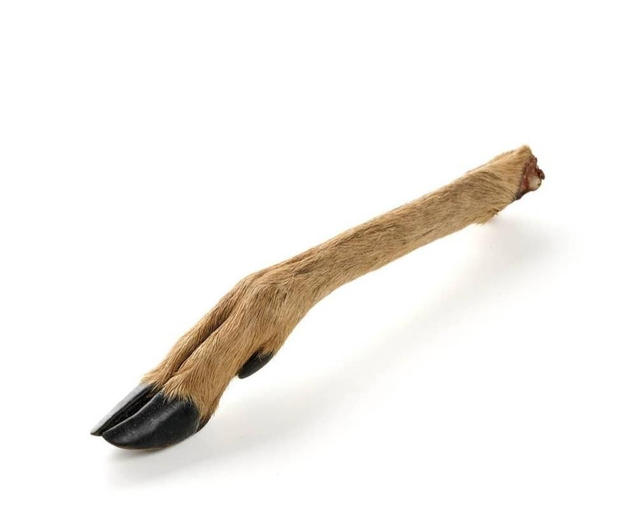Zampa di cervo 