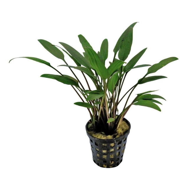 AP Cryptocoryne Nevelli 87158972257