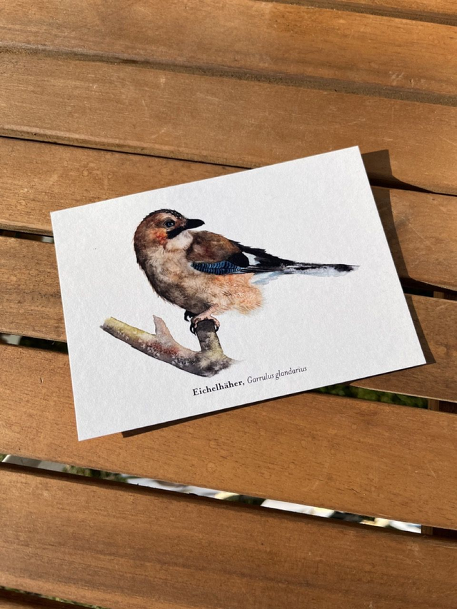 Postkarte Vogel "Eichelhäher"