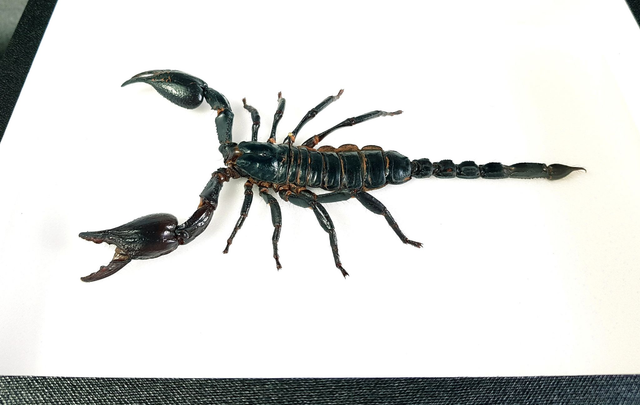 Heterometrus laoticus