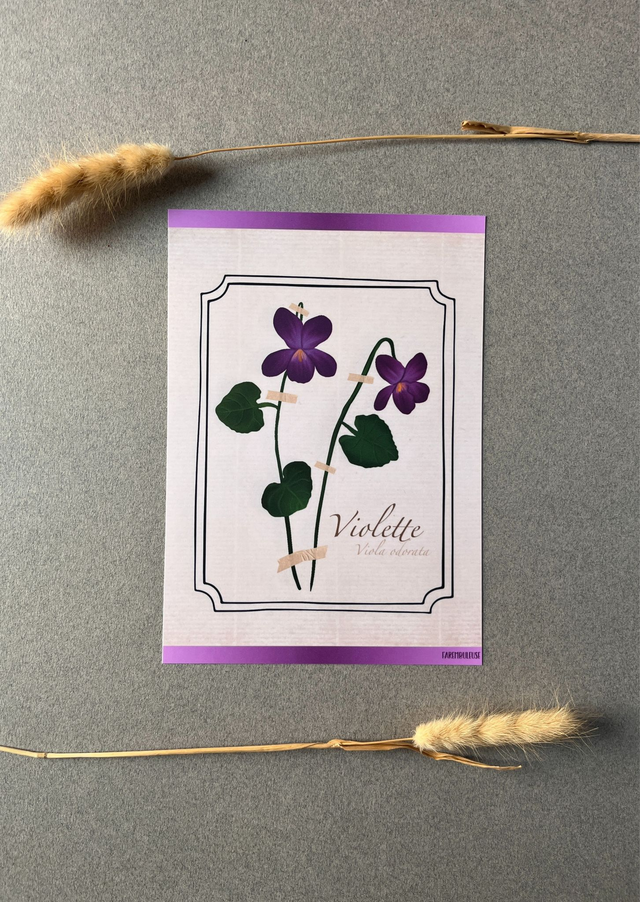 Affiche 02. La Violette (février) 