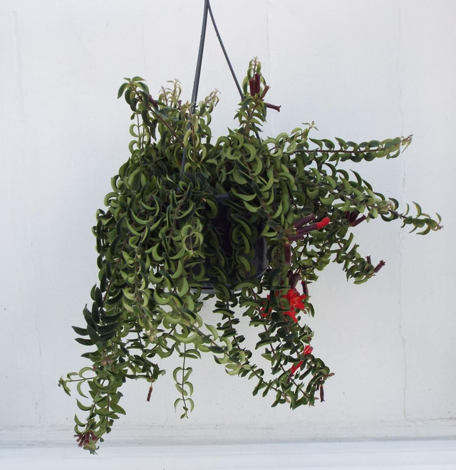 Lipstick Plant - Rasta