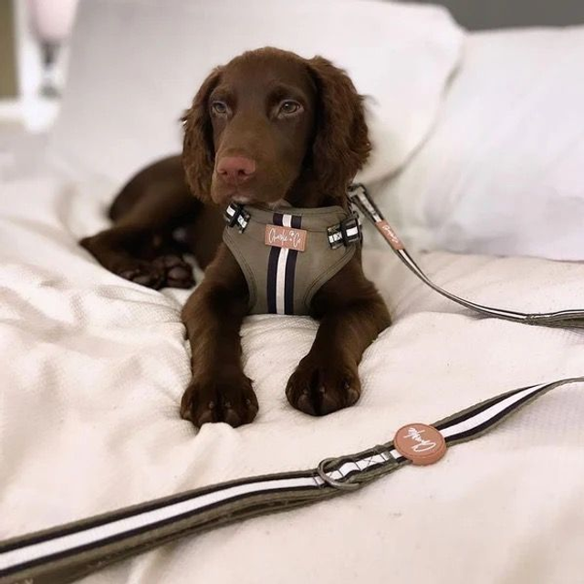 Charlie & Co Dual Handle Lead - Barky Khaki