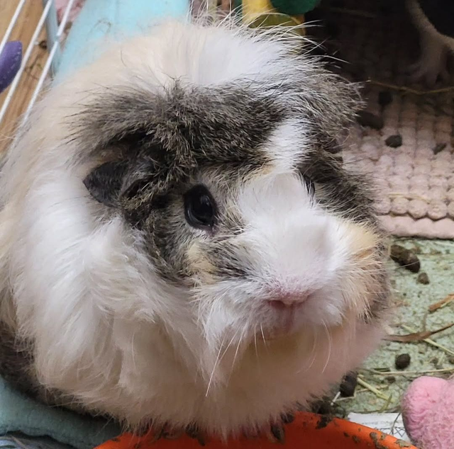 £5 donation to Patch's Piggy Trust 