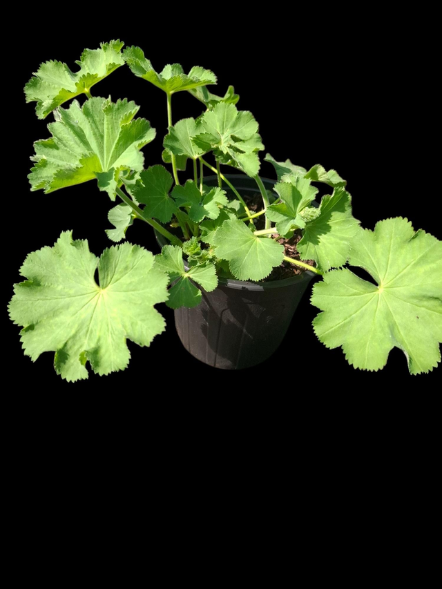 Alchemilla mollis 2 litre