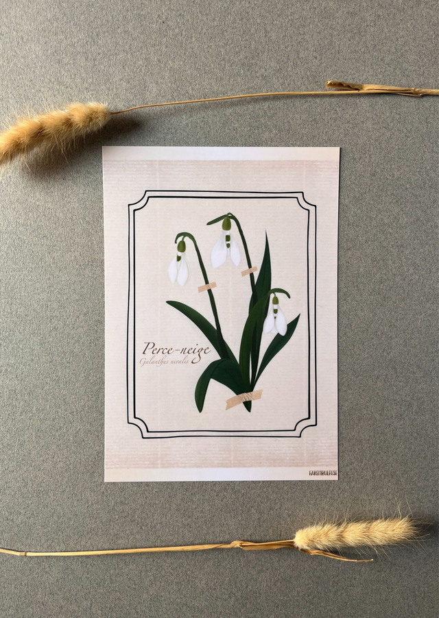 Affiche 01. Le Perce-neige (janvier)