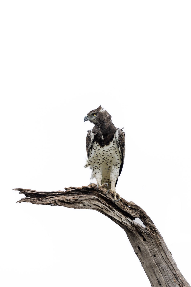 Tirage d'art : Pureté 