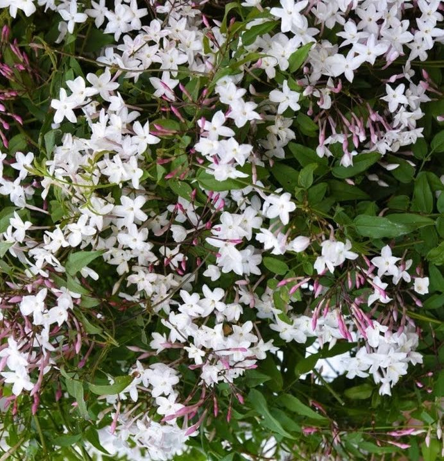 Jasminum polyanthum - 1ltr pot