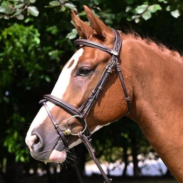 Bridon JUMP'IN Tuesday muserolle combinée