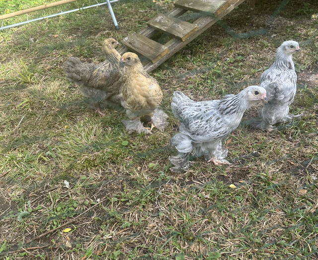 Pure Breed Brahma Chickens - collection only 
