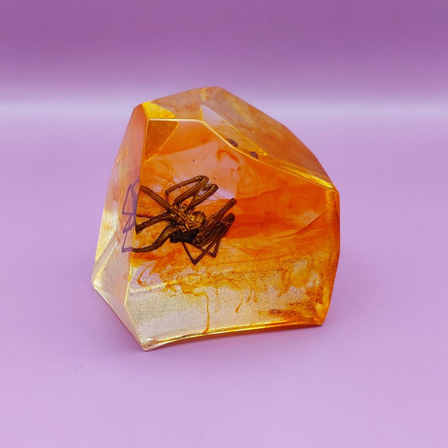 Araignée immortelle