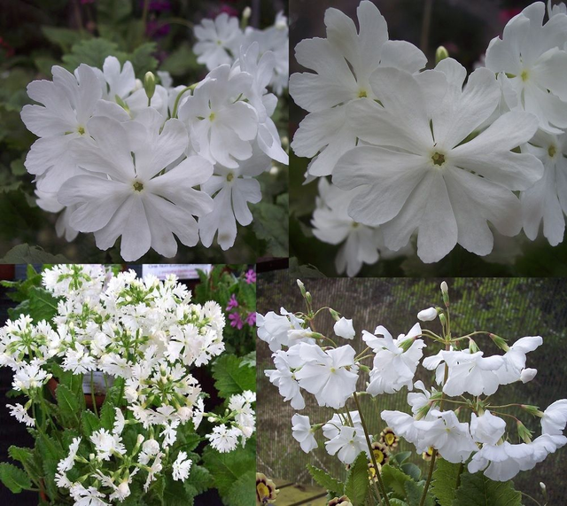 4 X plants of Primula sieboldii Alba woodlander