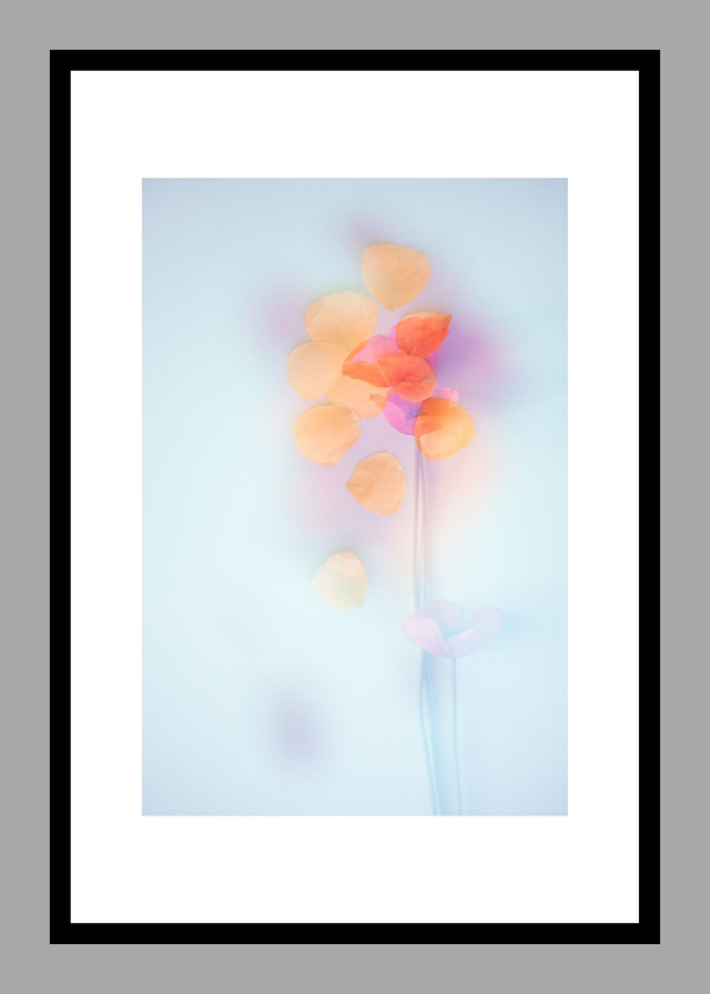 Collection du printemps * 8