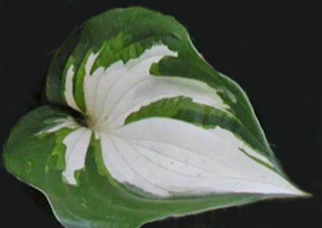 Hosta &#039;Fire and Ice&#039; P9 (0.5l) 
