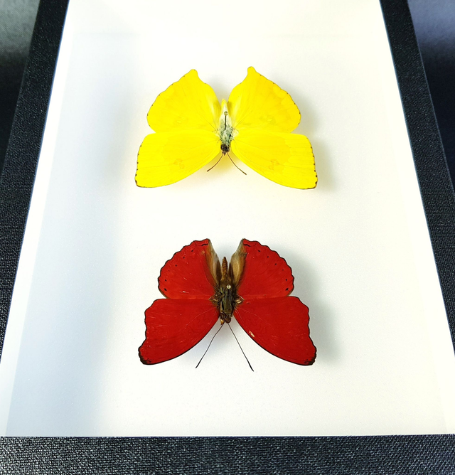 Cymothoe sangaris / Phoebis rurina