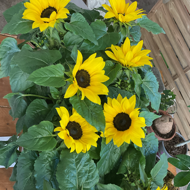 Heliant Sunsation