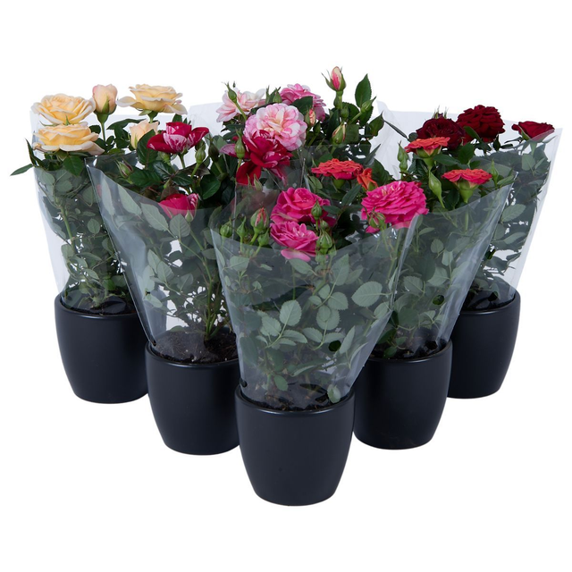 A27 . Rosa PARTY MIX