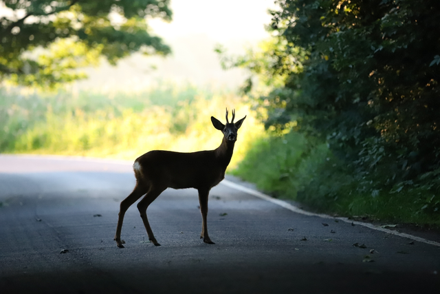 "Deer Crossing" Print    