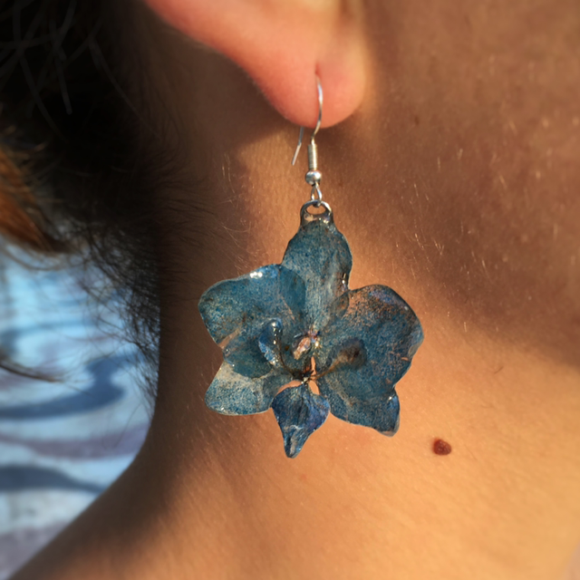 Blue Orchid Phalaenopsis