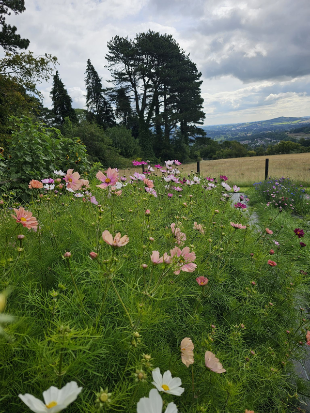 Brush Strokes & Blooms - Tuesday 19th August - 9am - 1pm