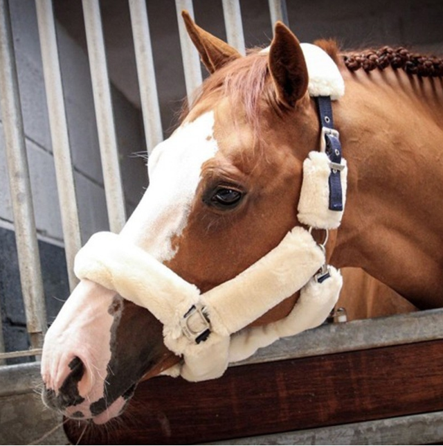 Licol JUMP'IN One Soft mouton