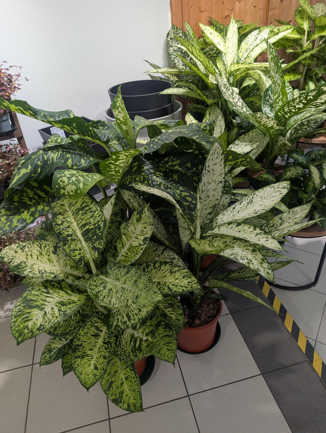 Dieffenbachia 