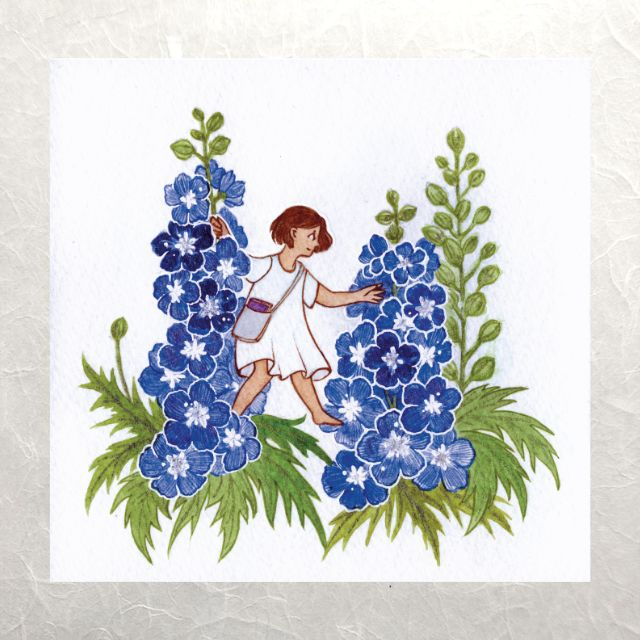 Herbarium - Delphinium