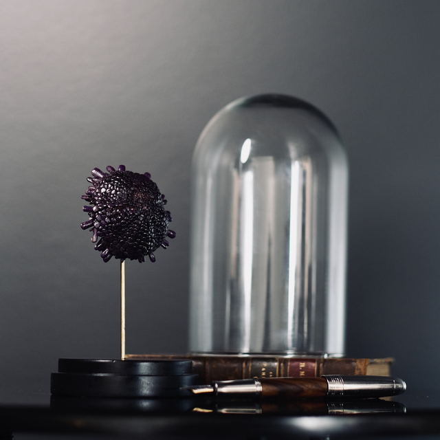 Oursin tortue sous globe 