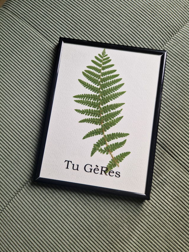 Herbier "Tu Gères" la Fougère