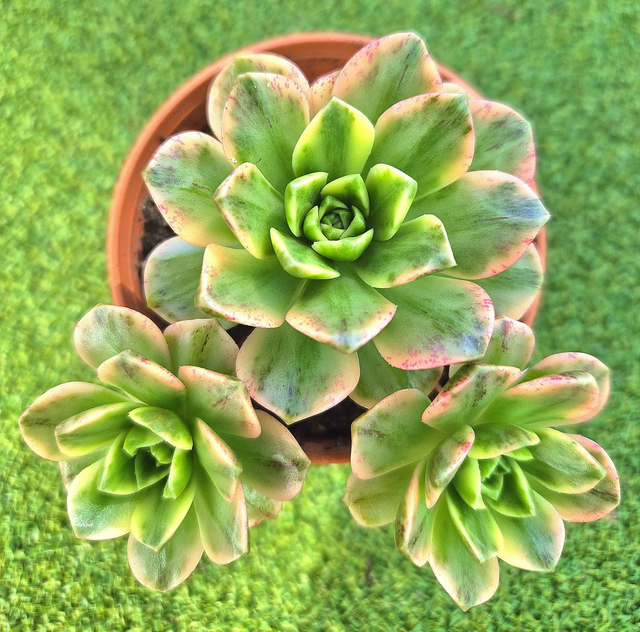 Aeonium &#039;Sweet Tea&#039; aka &#039;Bronze Medal &#039;Variegata&#039;