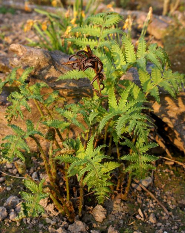 Matteuccia orientalis Oriental Ostrich Fern 3 litre