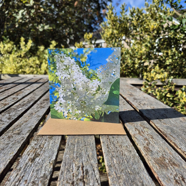 White Lilac greetings card