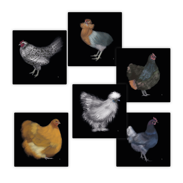 Che razza di galline!