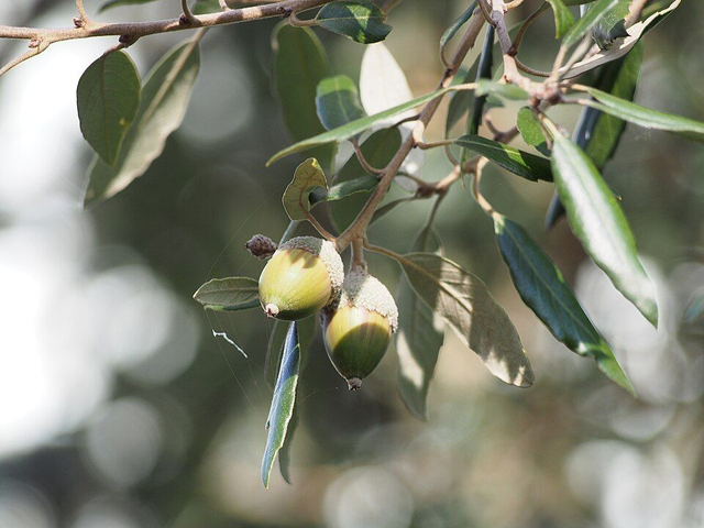 Chêne Vert (Quercus ilex) - Végétal local