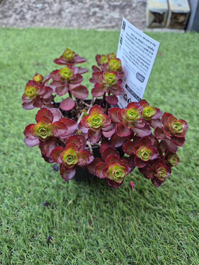 Sedum d'Arménie Fuldagut godet 8cm 