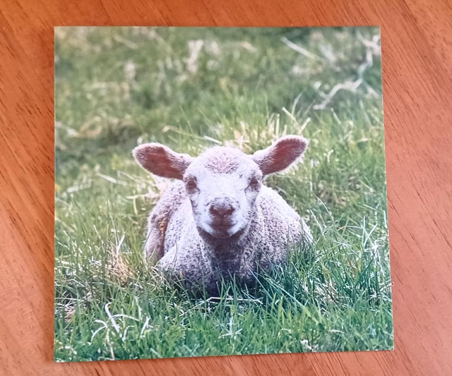Herdwick x Texel lamb version 2