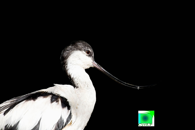 Recurvirostra avosetta Dimensions extérieures : 32 x 32,6 cm 1 cm bord blanc