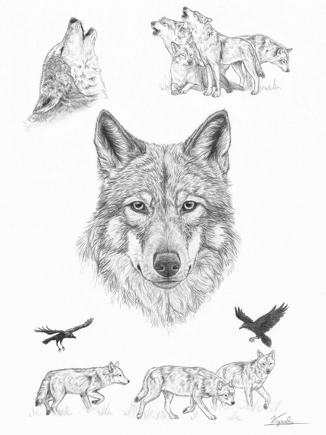 Canis lupus - Tirage d'art A3