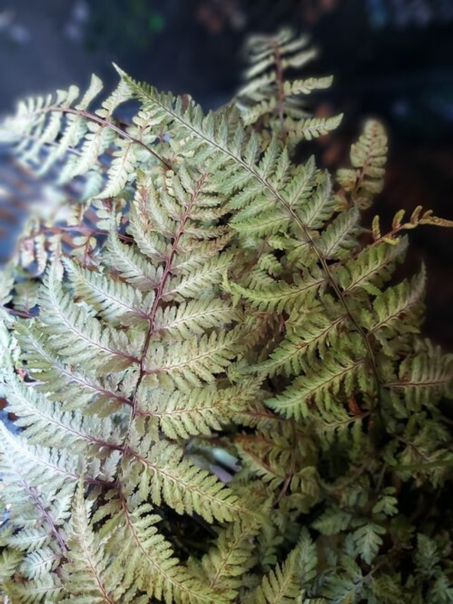 Athyrium nipponicum 'Silver Falls'