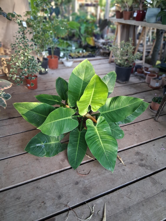 B52 . Philodendron imperiale