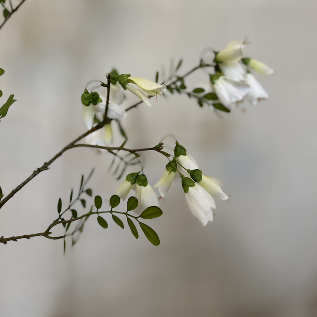 Silk-Ka Campanula Zweig Creme