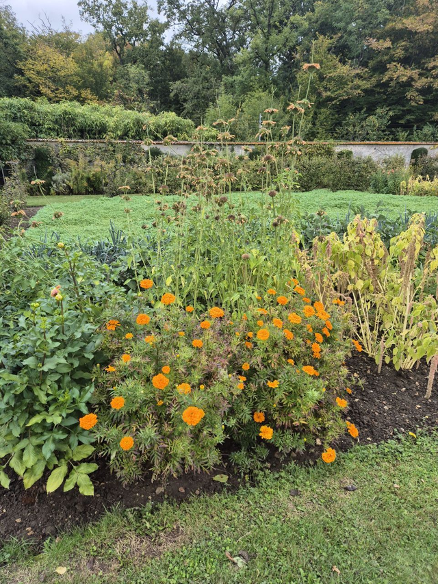 Rose d'Inde (Tagète erecta)