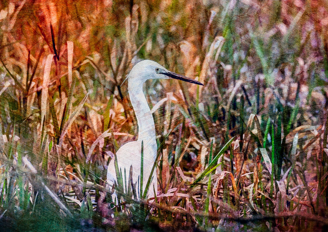 Egret
