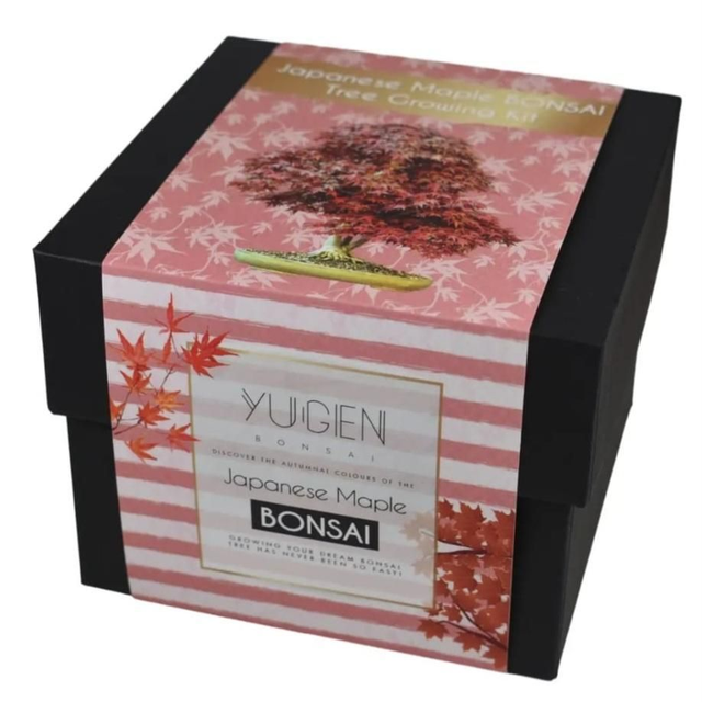 Bonsai Tree Growing Kit by YUGEN