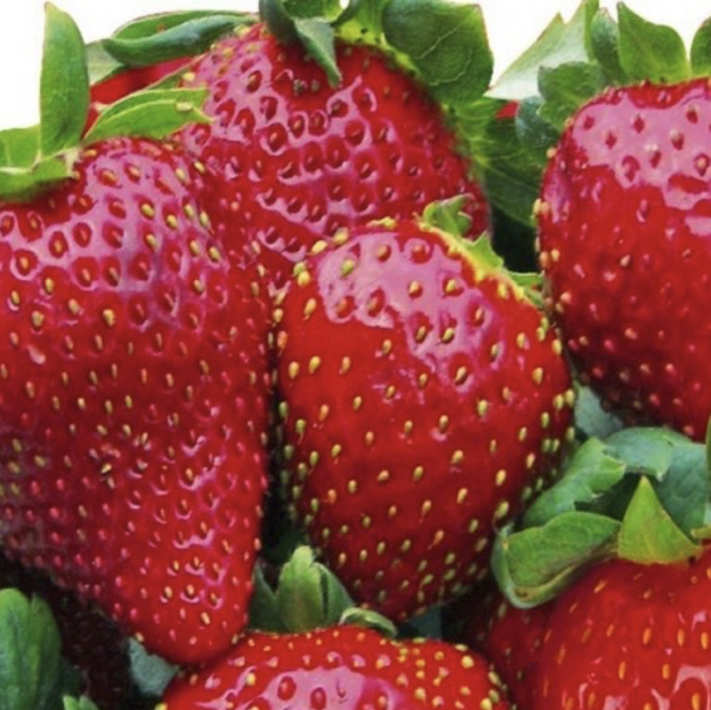 Plant Fraisier Mme Moutot Bio