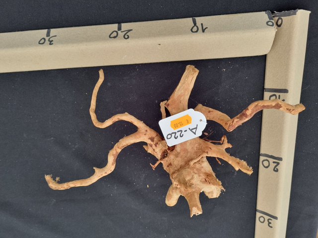 Racine araignée A-220