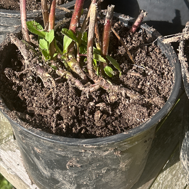 XX Leucanthum small (daisy like flower) 
