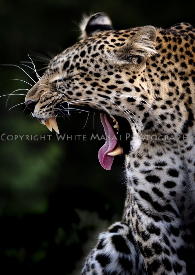 Kaboso the female leopard yawns widely. 