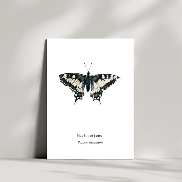 Cartes - Machaon jaune